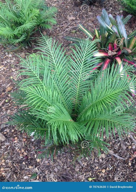 Green Fernery Cycad Garden Beds Stock Photo - Image of gardens, leaves ...