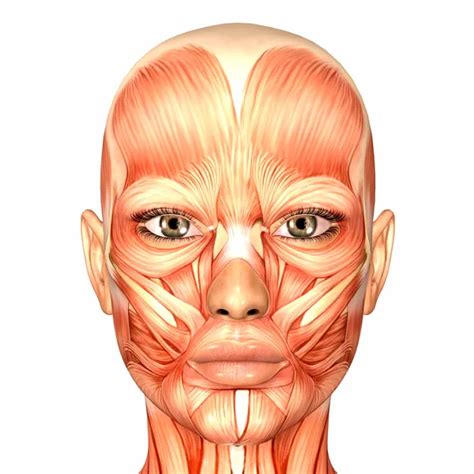 Anatomía cara fotos de stock imágenes de Anatomía cara sin royalties