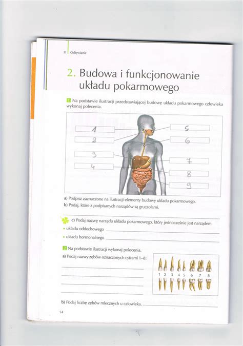 Sprawdzian Biologia Układ Pokarmowy Klasa 7 Margaret Wiegel