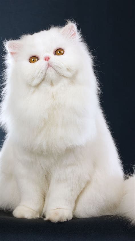 Laperm Selkirk Rex Cute Cats And Kittens Kittens Cutest Beautiful