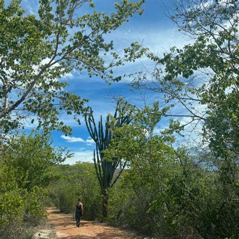 Caatinga O Bioma Exclusivamente Brasileiro