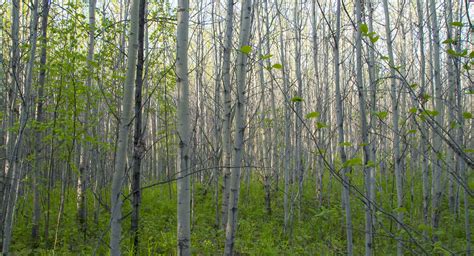 Breeding Birds in the Boreal forest - Bird Canada