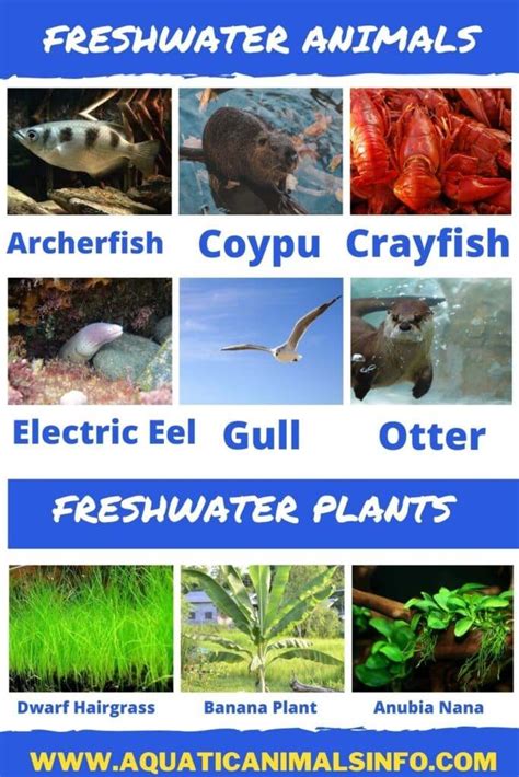 80+ Freshwater Animals and Plants: List With Pictures | Animals' Space