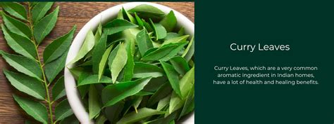 Curry Leaves Health Benefits Uses And Important Facts Potsandpans India