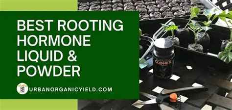 Best Rooting Hormone Liquid & Powder To Propagate Plants From Cuttings