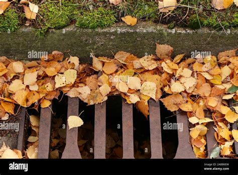 Yellow Autumn Leaves Blocked Water Channel System Stock Photo Alamy