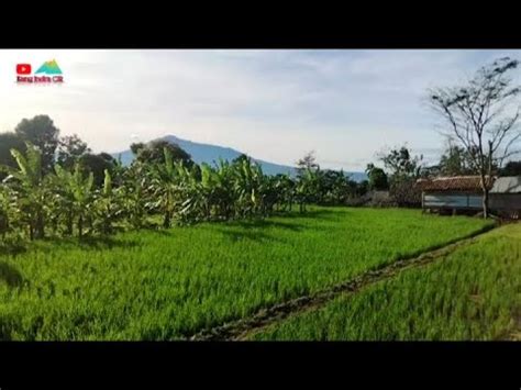 SEJUKNYA KAMPUNG CIHIDEUNG DESA CIPELANG CIJERUK BOGOR YouTube