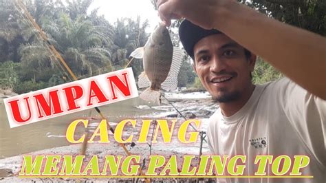 MANCING IKAN NILA DI SUNGAI UMPAN CACING YouTube