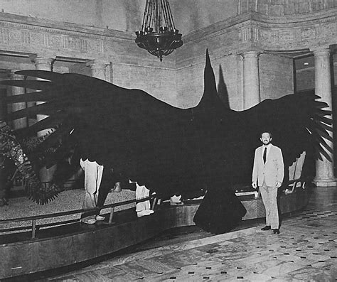 Dr K. Campbell standing next to Argentavis, the largest flying bird ...