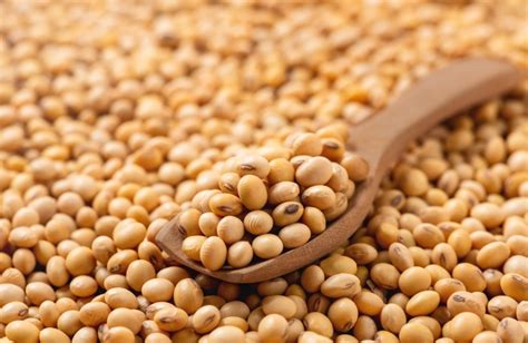 Soyabean Market Price Today May In Maharashtra Soybean