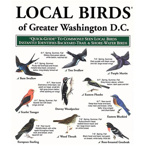 local-birds-Greater-Washington-DC-web | Local Birds