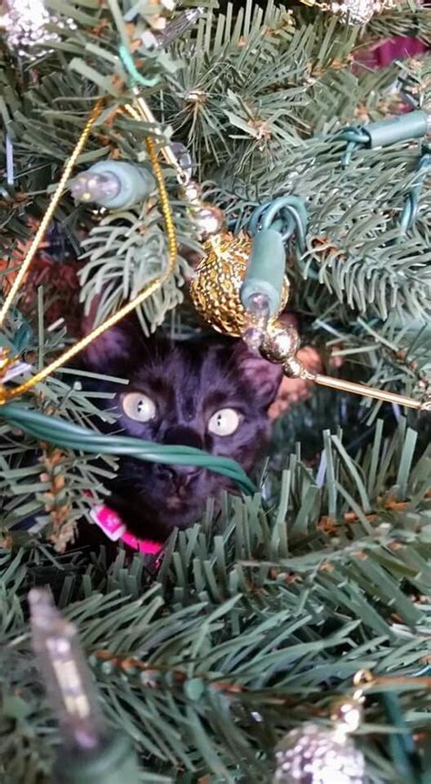 Black cat in a Christmas tree | Christmas cats, Savannah kitten ...