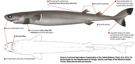 Isistius brasiliensis | Shark-References