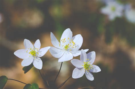 無料画像 自然 ブランチ 工場 白 写真 太陽光 葉 花弁 野生 春 緑 作物 植物学 黄 フローラ