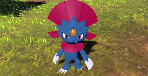 How To Evolve Sneasel Into Sneasler Or Weavile In Pokemon Legends