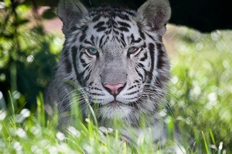 HD Animals: white tiger face