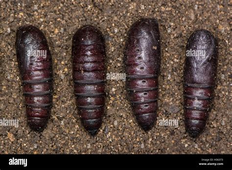 Pupa Pupae Chrysalis Chrysalises Moth Hi Res Stock Photography And