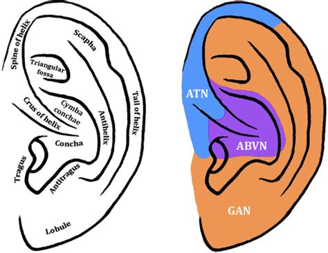 The Anatomical Basis For Transcutaneous Auricular Vagus Nerve