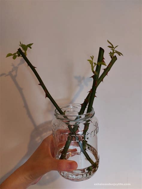 Grow A Rose Garden From Cuttings In Water – Exhale And Enjoy Life