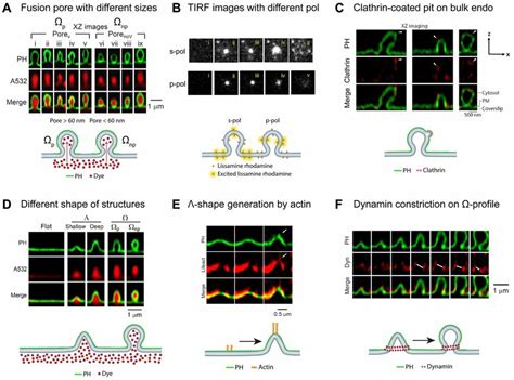 Summary Of The Recent Understanding Of Fusion Pore And Vesicle