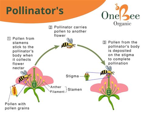 Benefits Of Pollinators Pollination Support To Farmer Agriculture