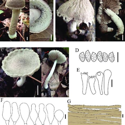 Basidiomata And Microscopic Features Of Coprinopsis Pusilla A