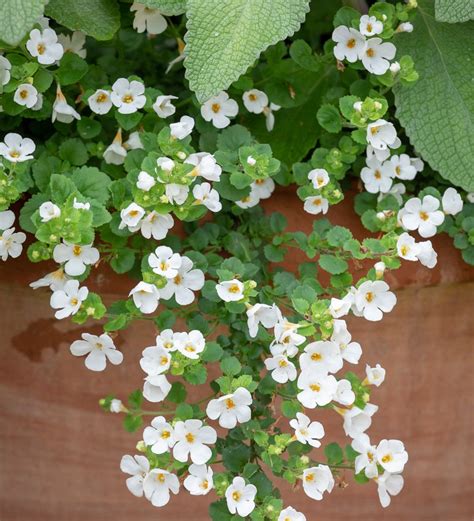 Bacopa White The Nunhead Gardener