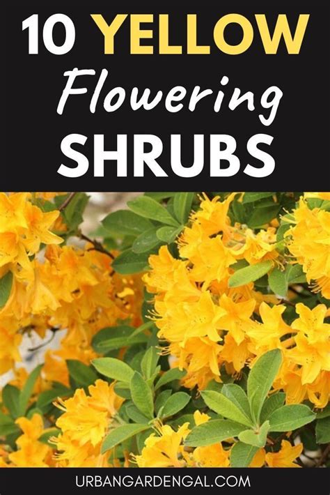 10 yellow flowering shrubs – Artofit