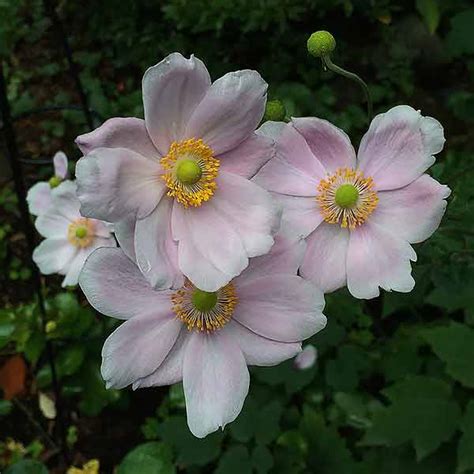 Japanese Windflowers Anemone X Hybrida Nurseries Online