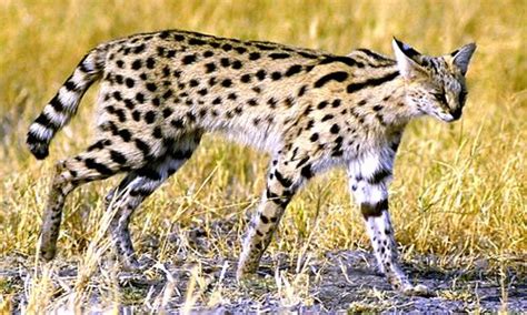 Serval - Alchetron, The Free Social Encyclopedia