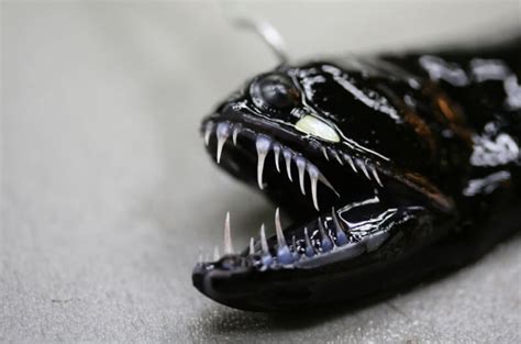 Dragonfish (family Stomiidae) - Ocean Info