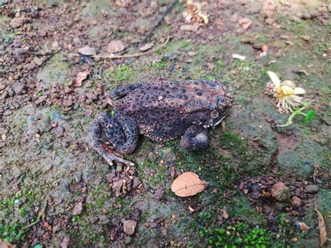 The Frog Under The Tree Or House Frog Has The Scientific Name Bufo