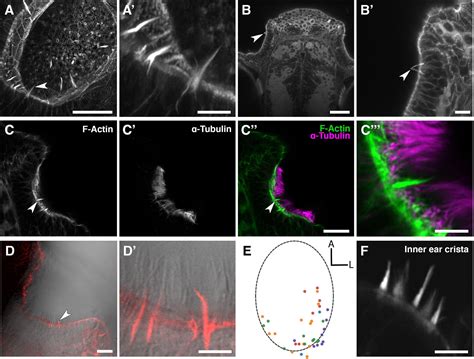 Frontiers Olfactory Rod Cells A Rare Cell Type In The Larval