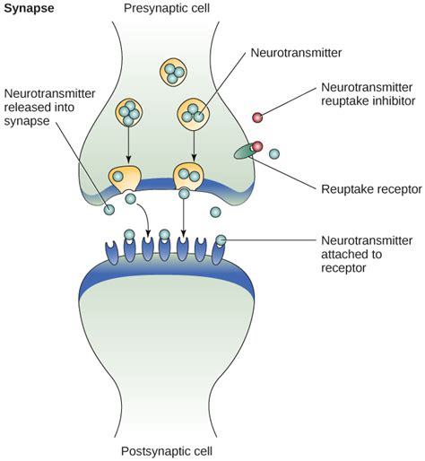 The Biological Basis Of Mood Disorders Introduction To Psychology