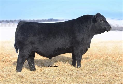 Angus Semen For Sale Sb10 2795 Sire Buyer