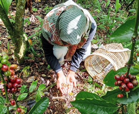 Mengenal Kopi Semang, Kopi Dengan Harga “Launching” Rp 500 Ribu per Kg ...