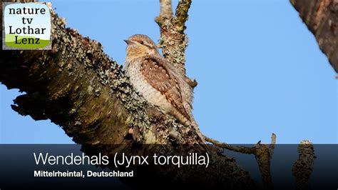 Wendehals Jynx Torquilla Vor Der Kamera Mittelrheintal Deutschland