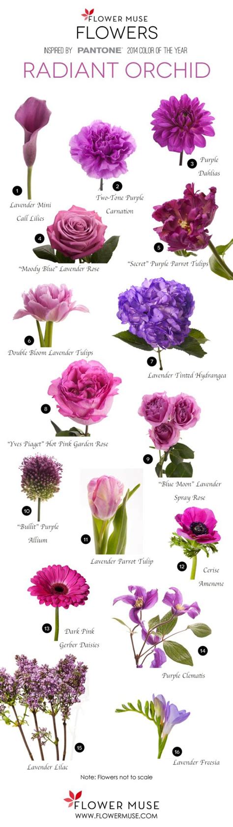 Flower Names And Pictures A Z Idalias Salon