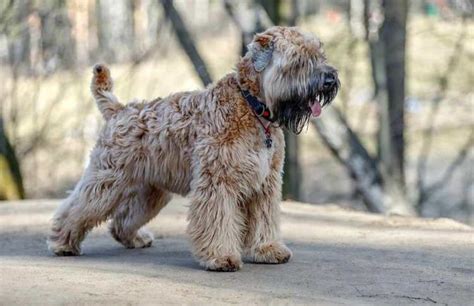 Wheaten Terrier Dry Skin Anything Terrier