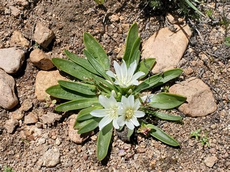 Lewisia Brachycalyx Calflora