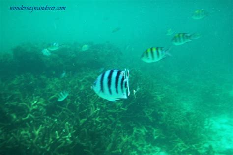 Snorkeling in El Nido, Palawan | Wondering Wanderer Travel Blog