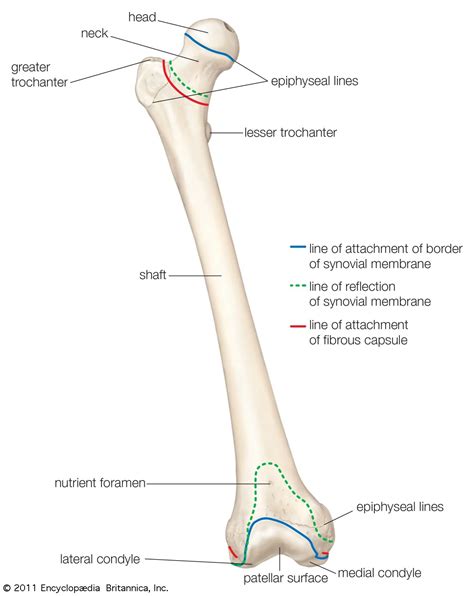 Femur Bone Drawing Drawing Rjuuc Edu Np