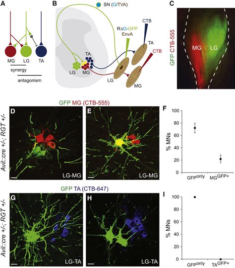 Mapping Sensory Circuits By Anterograde Transsynaptic Transfer Of