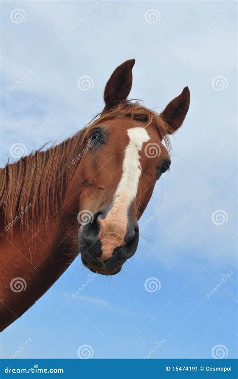 Horse Head Stock Image Image Of Staring Nosy Head 15474191