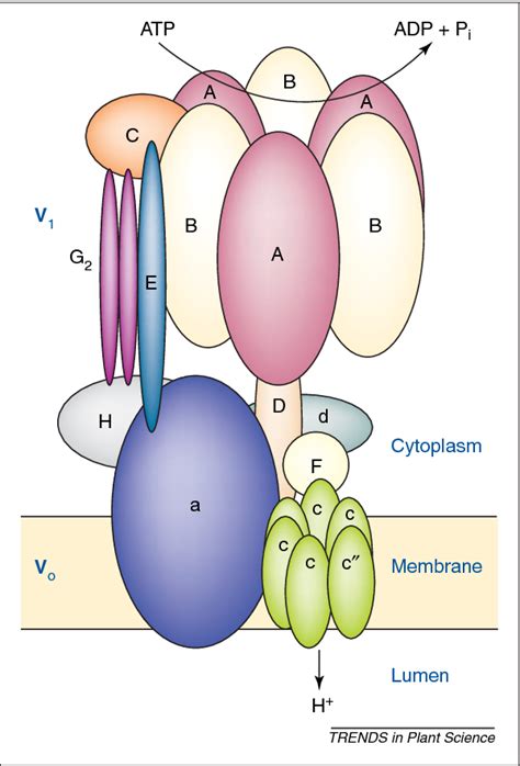 Figure From A Simple Nomenclature For A Complex Proton Pump Vha