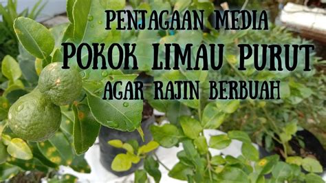 Pokok Limau Purut Rajin Berbuah Ini Sebabnya YouTube