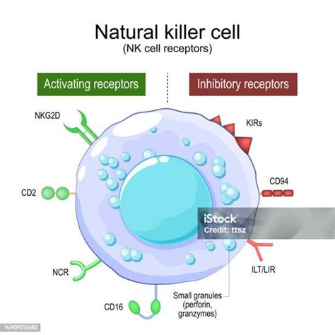 ナチュラルキラーセルnk細胞受容体 イラストレーションのベクターアート素材や画像を多数ご用意 イラストレーション キラーt細胞