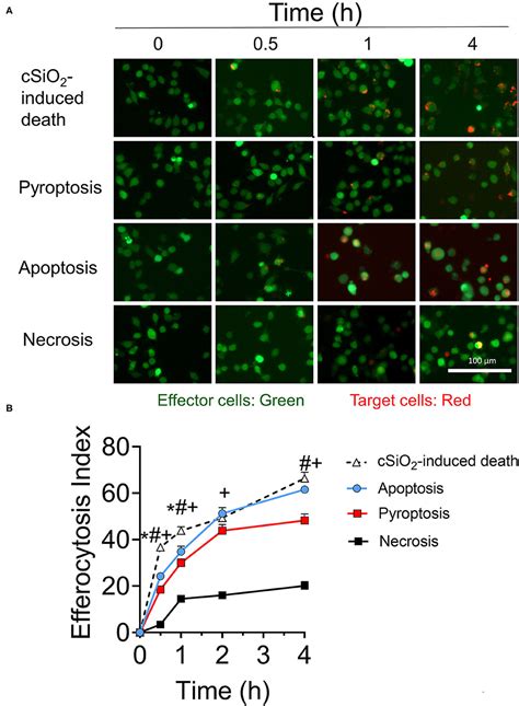 Frontiers Omega 3 Docosahexaenoic Acid Dha Impedes Silica Induced