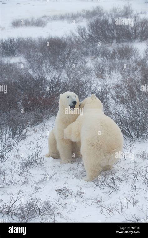 Polar Bears in Churchill, Manitoba Stock Photo - Alamy