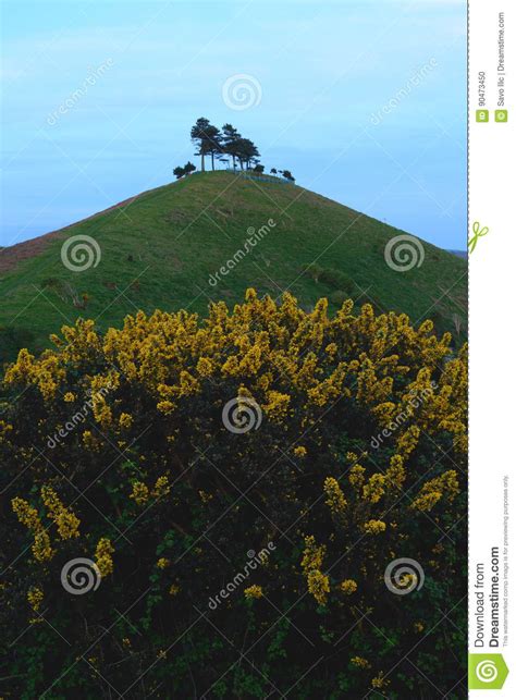 Colmer S Hill Stock Photo Image Of Dorset Iconic Pine